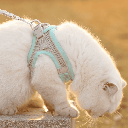 Adjustable Cat Shirt – Breathable Mesh Safety Design for Outdoor Adventures, Escape-Resistant and Fully Adjustable Fit